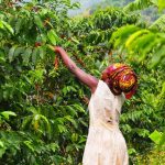 women empowerment in agriculture - Empowering Women Farmers: Strauss’s More Than a Cup Impact