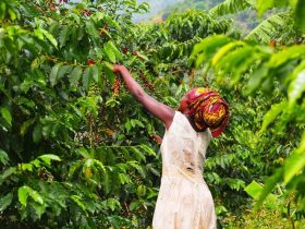 women empowerment in agriculture - Empowering Women Farmers: Strauss’s More Than a Cup Impact