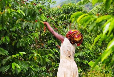 women empowerment in agriculture - Empowering Women Farmers: Strauss’s More Than a Cup Impact