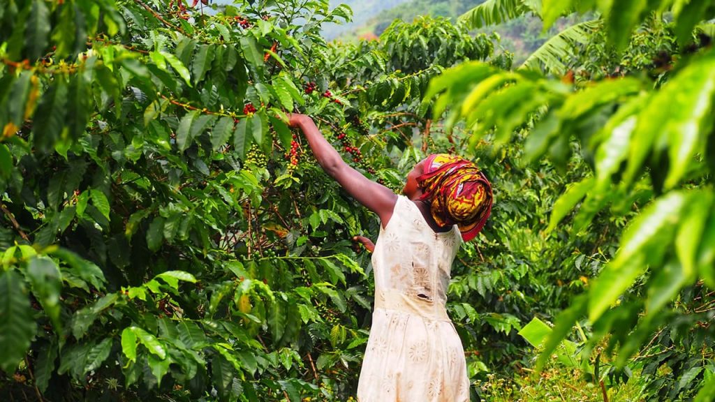 women empowerment in agriculture - Empowering Women Farmers: Strauss’s More Than a Cup Impact