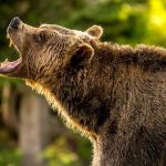 bearish stock patterns - Technical Analysis: Bearish Stock Patterns in 2026