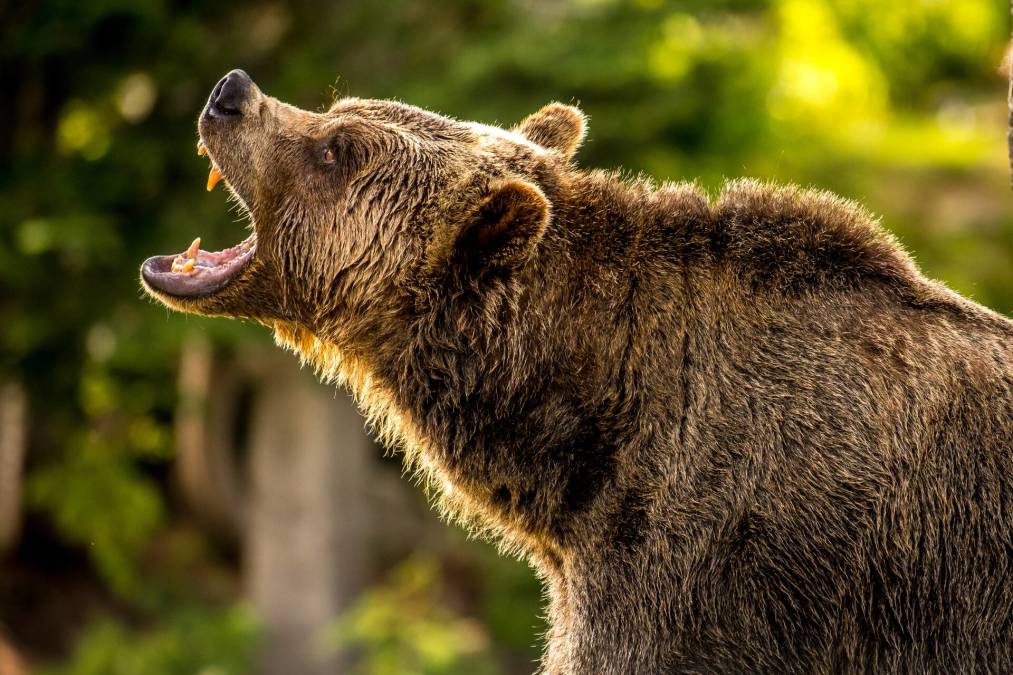 bearish stock patterns - Technical Analysis: Bearish Stock Patterns in 2026